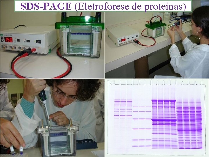 SDS-PAGE (Eletroforese de proteínas) SDS-PAGE 