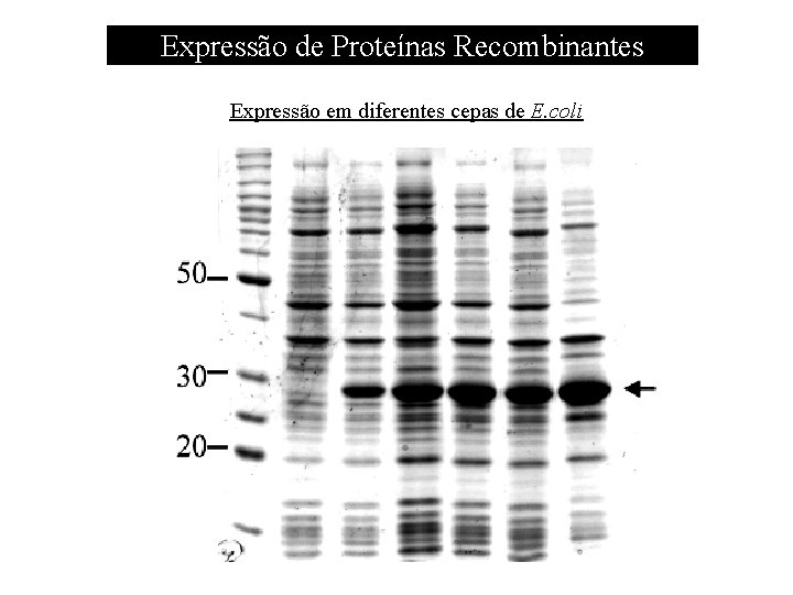Expressão de Proteínas Recombinantes Expressão em diferentes cepas de E. coli 