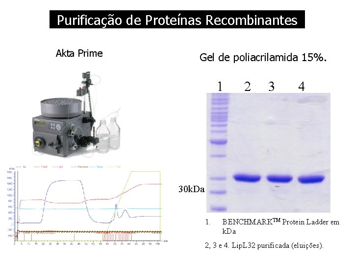 Purificação de Proteínas Recombinantes Akta Prime Gel de poliacrilamida 15%. 1 2 3 4