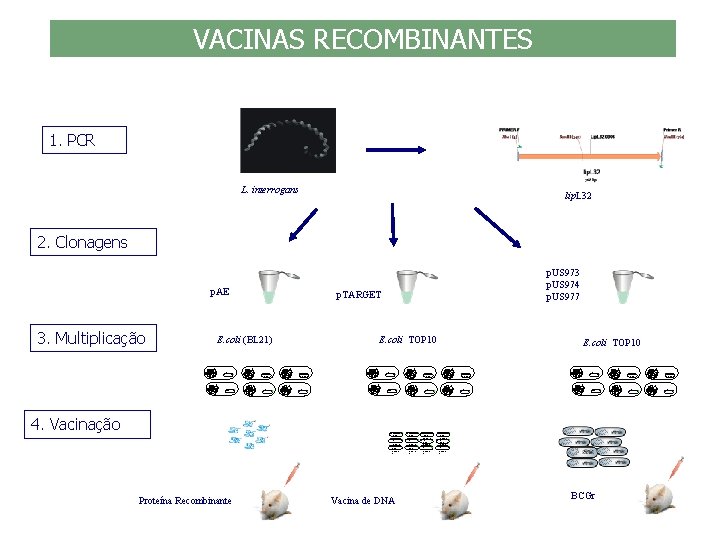 VACINAS RECOMBINANTES 1. PCR L. interrogans lip. L 32 2. Clonagens p. AE 3.