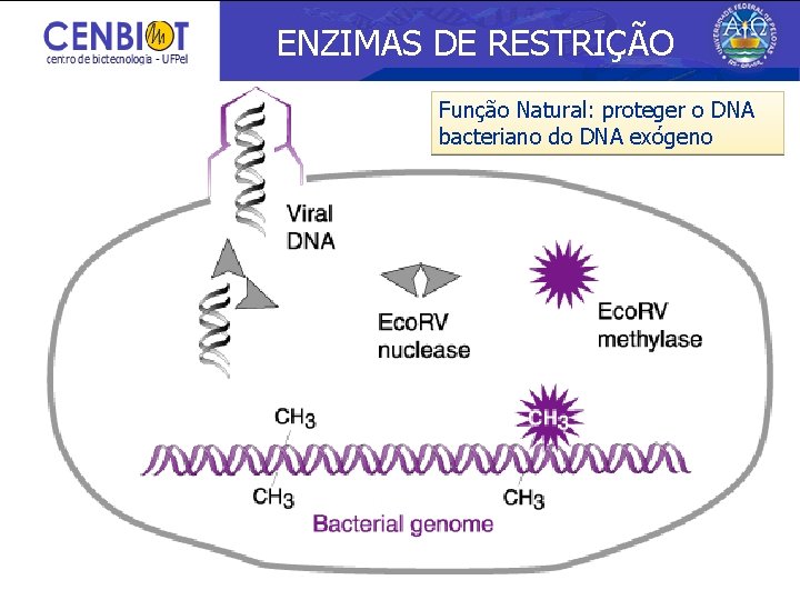 ENZIMAS DE RESTRIÇÃO Função Natural: proteger o DNA bacteriano do DNA exógeno 