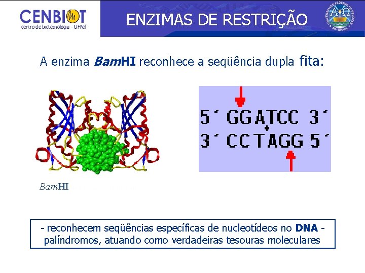 ENZIMAS DE RESTRIÇÃO A enzima Bam. HI reconhece a seqüência dupla fita: Bam. HI