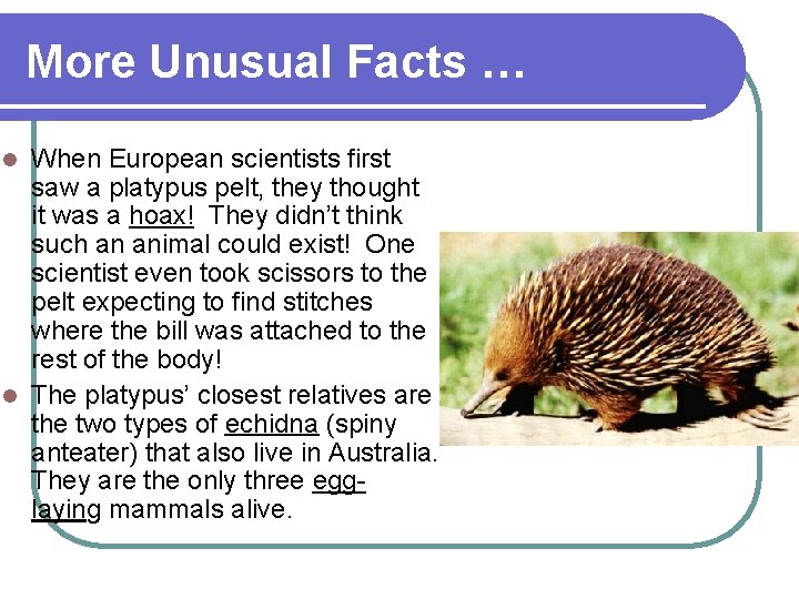 More Unusual Facts … When European scientists first saw a platypus pelt, they thought
