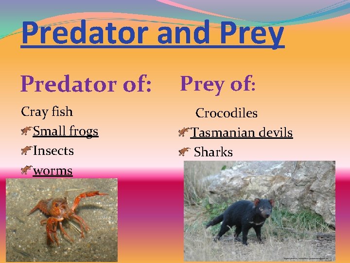 Predator and Prey Predator of: Cray fish Small frogs Insects worms Prey of: Crocodiles