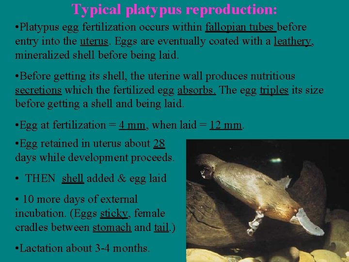 Typical platypus reproduction: • Platypus egg fertilization occurs within fallopian tubes before entry into