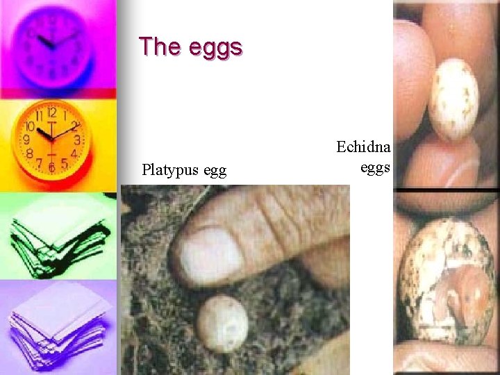 The eggs Platypus egg Echidna eggs 