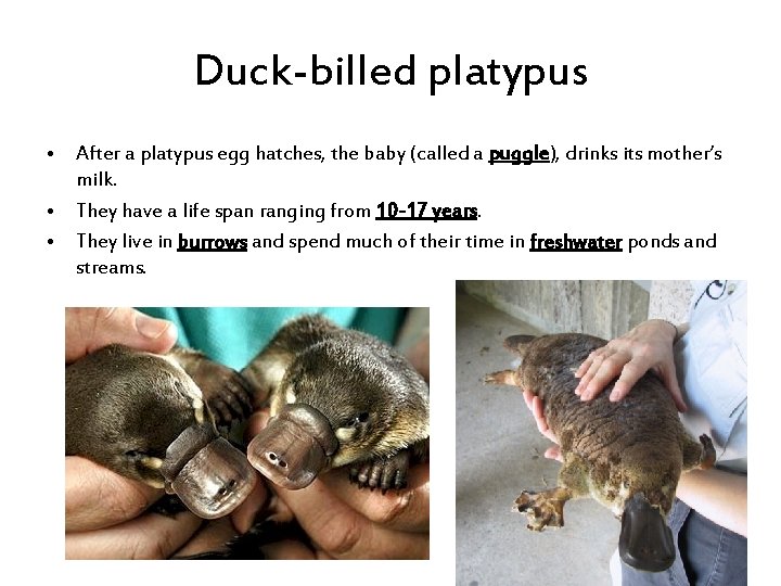 Duck-billed platypus • After a platypus egg hatches, the baby (called a puggle), drinks