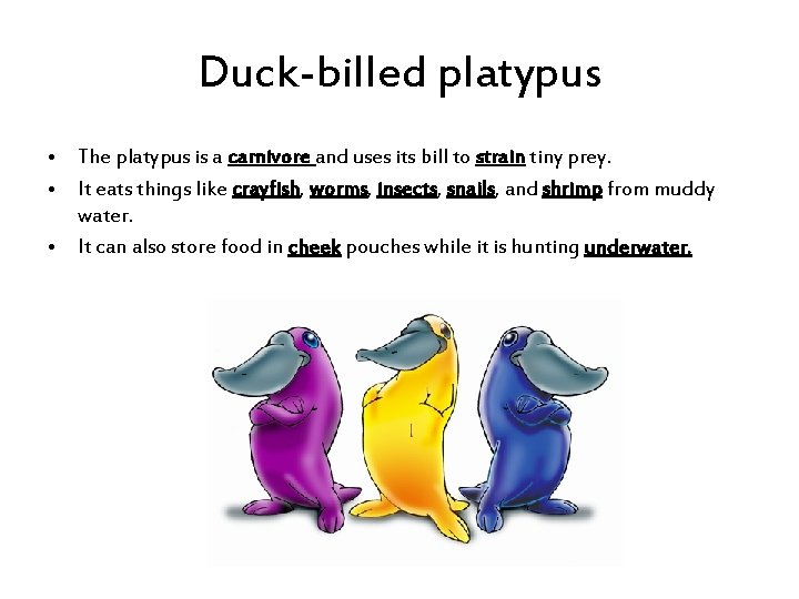 Duck-billed platypus • The platypus is a carnivore and uses its bill to strain