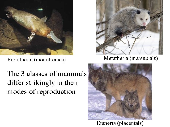 Prototheria (monotremes) Metatheria (marsupials) The 3 classes of mammals differ strikingly in their modes