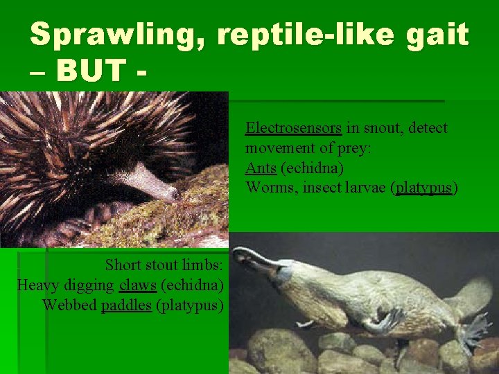 Sprawling, reptile-like gait – BUT Electrosensors in snout, detect movement of prey: Ants (echidna)