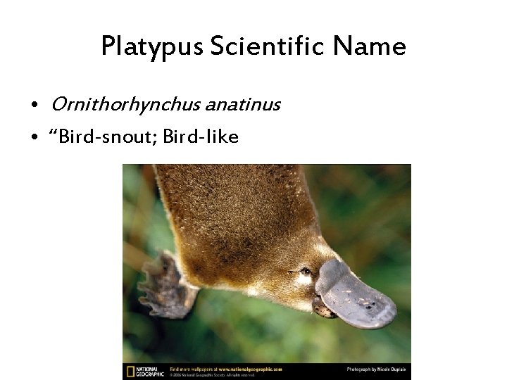 Platypus Scientific Name • Ornithorhynchus anatinus • “Bird-snout; Bird-like 