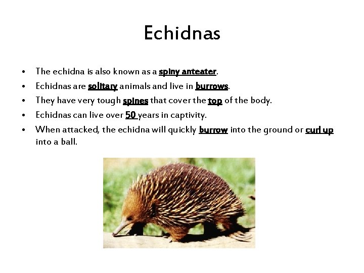 Echidnas • • • The echidna is also known as a spiny anteater. Echidnas