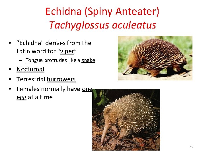 Echidna (Spiny Anteater) Tachyglossus aculeatus • "Echidna" derives from the Latin word for "viper”