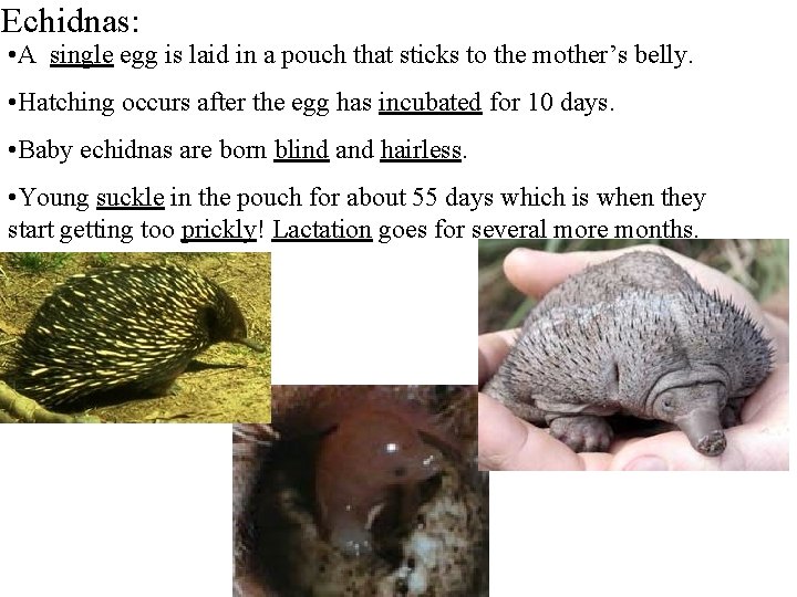 Echidnas: • A single egg is laid in a pouch that sticks to the