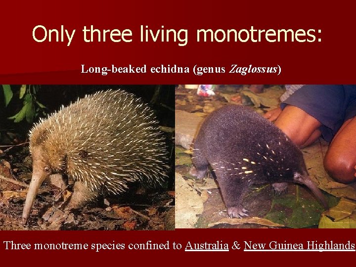 Only three living monotremes: Long-beaked echidna (genus Zaglossus) Three monotreme species confined to Australia