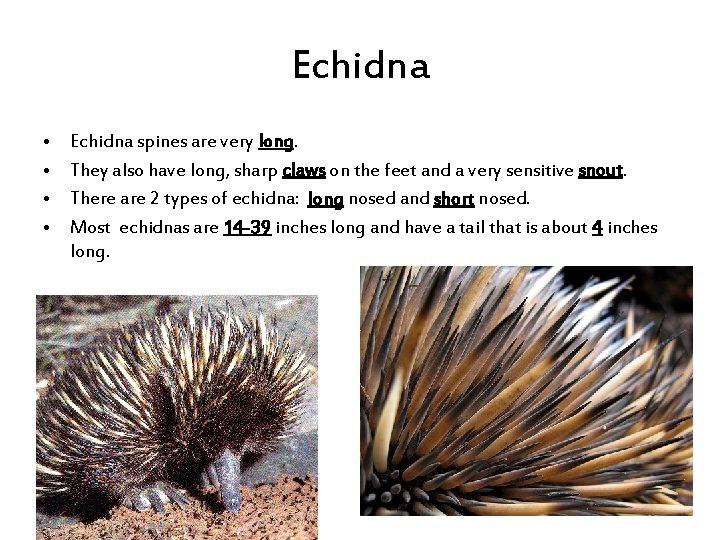 Echidna • • Echidna spines are very long. They also have long, sharp claws