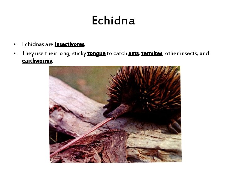 Echidna • Echidnas are insectivores. • They use their long, sticky tongue to catch