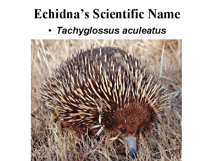 Echidna’s Scientific Name • Tachyglossus aculeatus 