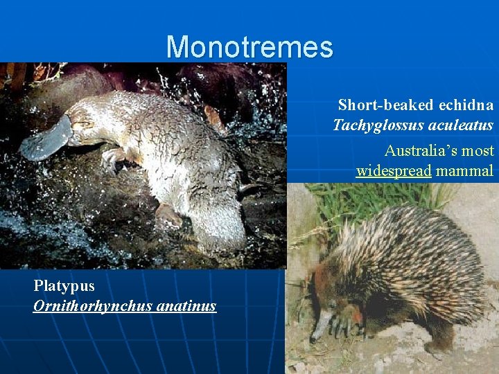 Monotremes Short-beaked echidna Tachyglossus aculeatus Australia’s most widespread mammal Platypus Ornithorhynchus anatinus 