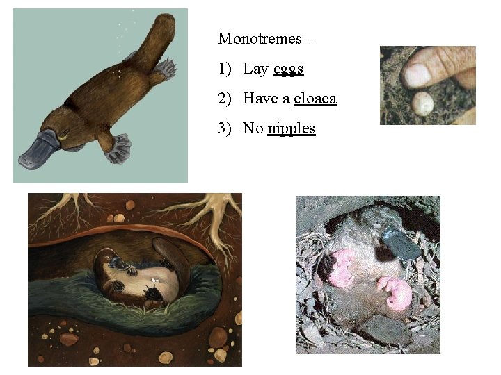 Monotremes – 1) Lay eggs 2) Have a cloaca 3) No nipples 