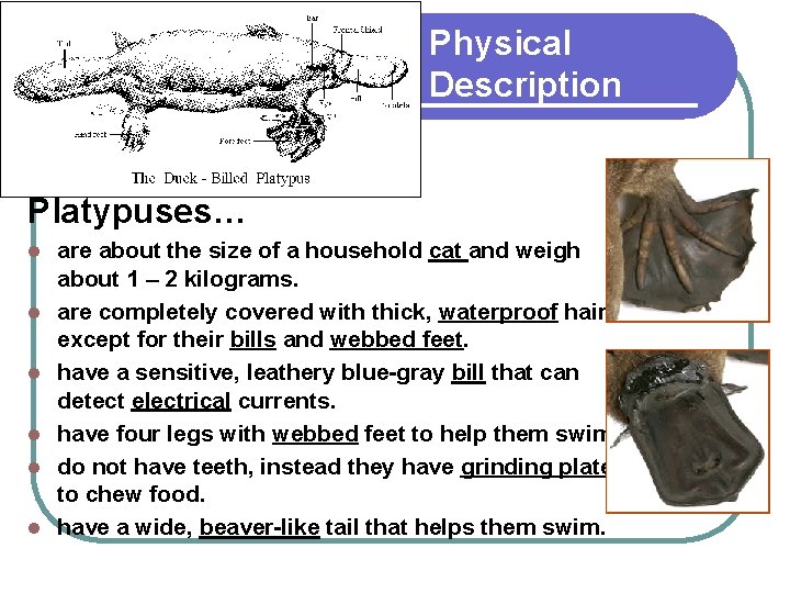 Physical Description Platypuses… l l l are about the size of a household cat