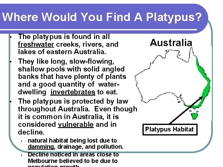 Where Would You Find A Platypus? The platypus is found in all freshwater creeks,