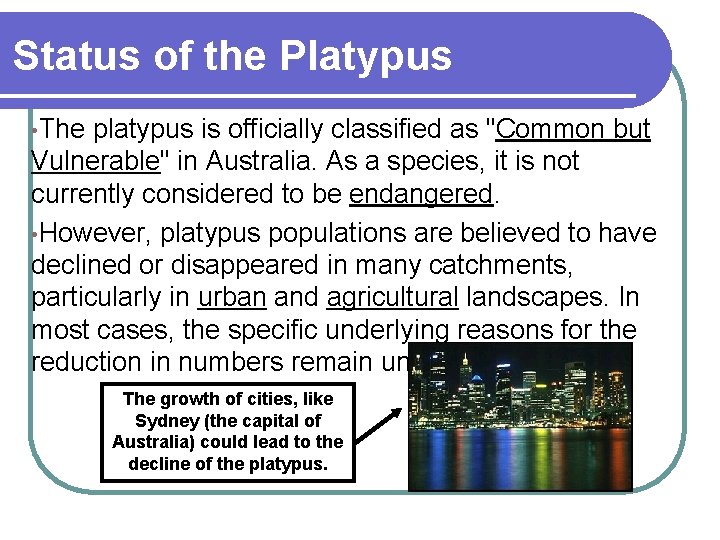 Status of the Platypus • The platypus is officially classified as "Common but Vulnerable"
