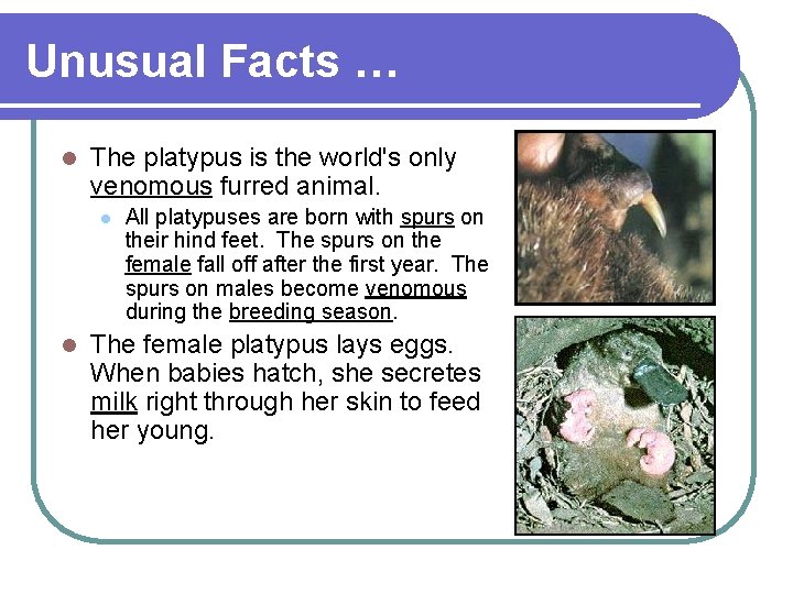 Unusual Facts … l The platypus is the world's only venomous furred animal. l