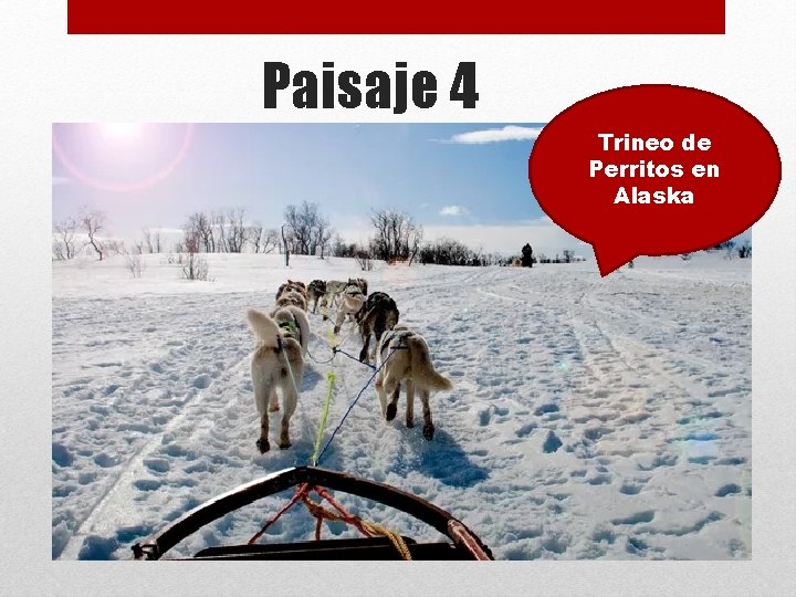 Paisaje 4 Trineo de Perritos en Alaska 