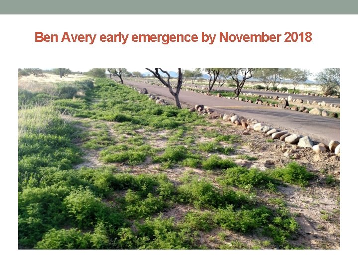 Ben Avery early emergence by November 2018 
