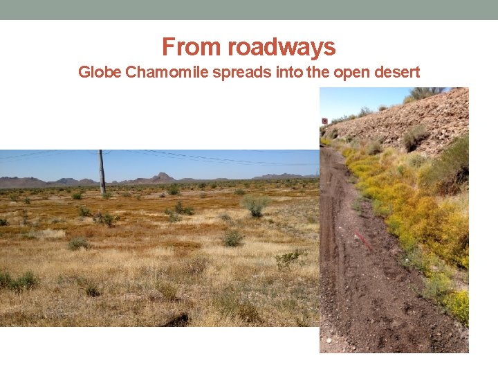 From roadways Globe Chamomile spreads into the open desert 