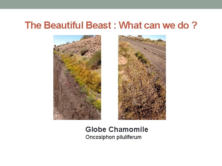 The Beautiful Beast : What can we do ? Globe Chamomile Oncosiphon piluliferum 