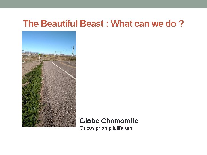 The Beautiful Beast : What can we do ? Globe Chamomile Oncosiphon piluliferum 