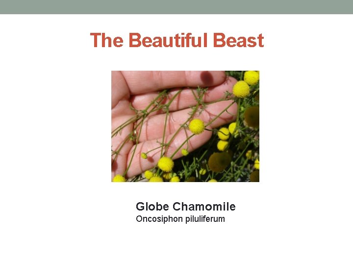 The Beautiful Beast Globe Chamomile Oncosiphon piluliferum 
