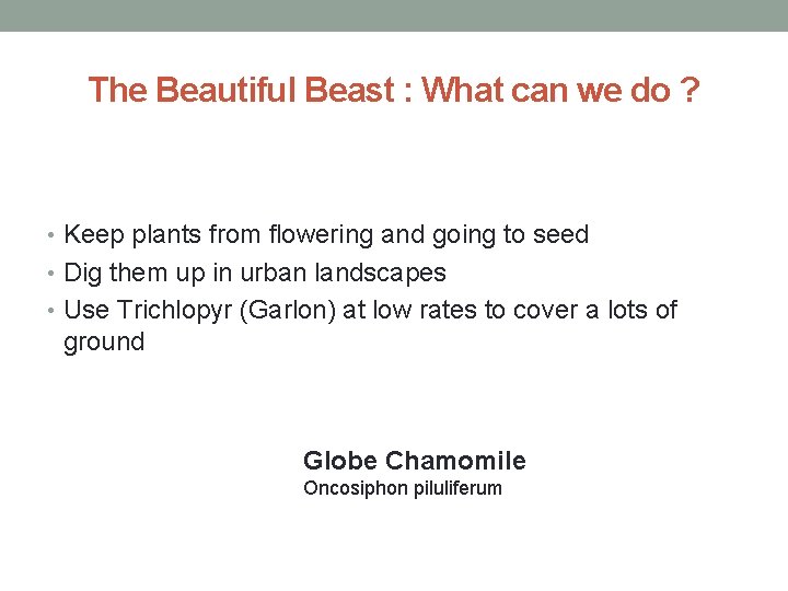 The Beautiful Beast : What can we do ? • Keep plants from flowering