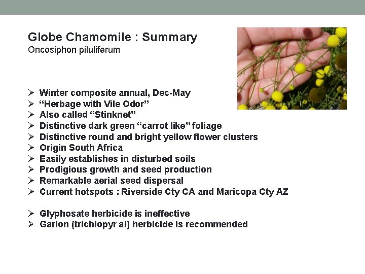 Globe Chamomile : Summary Oncosiphon piluliferum Ø Ø Ø Ø Ø . Winter composite