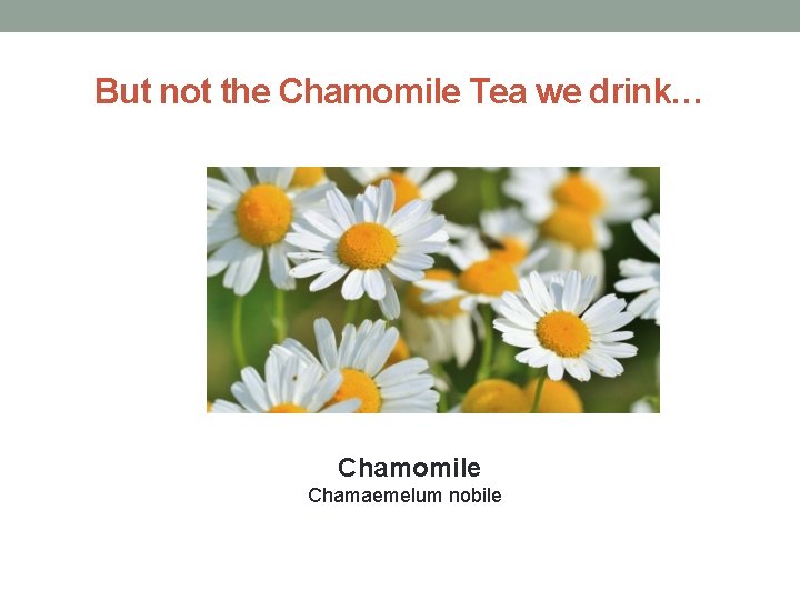 But not the Chamomile Tea we drink… Chamomile Chamaemelum nobile 