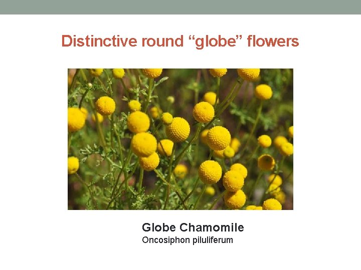 Distinctive round “globe” flowers Globe Chamomile Oncosiphon piluliferum 