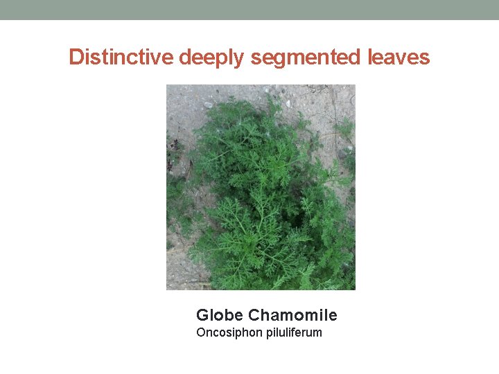 Distinctive deeply segmented leaves Globe Chamomile Oncosiphon piluliferum 