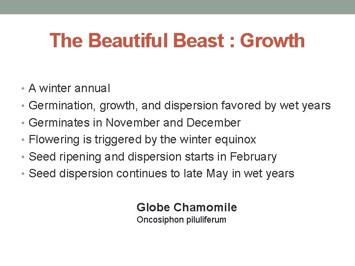 The Beautiful Beast : Growth • A winter annual • Germination, growth, and dispersion