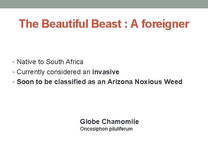 The Beautiful Beast : A foreigner • Native to South Africa • Currently considered