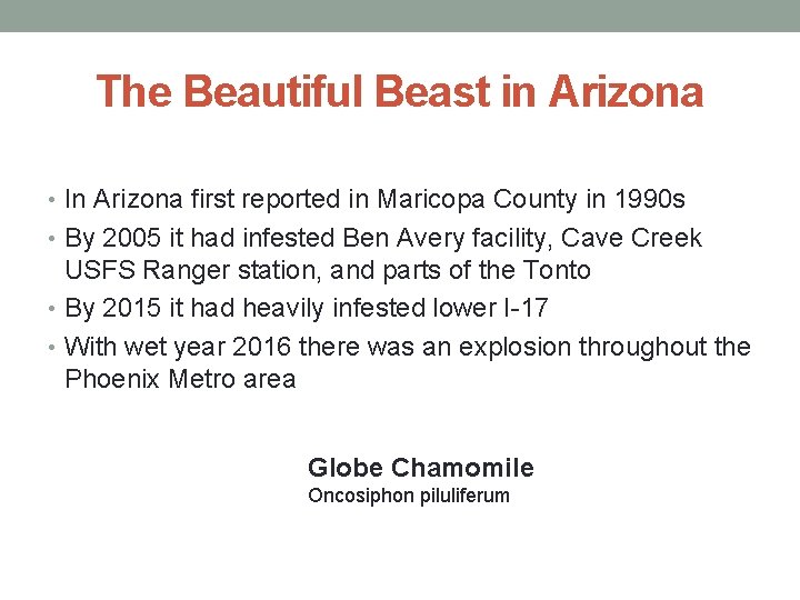 The Beautiful Beast in Arizona • In Arizona first reported in Maricopa County in