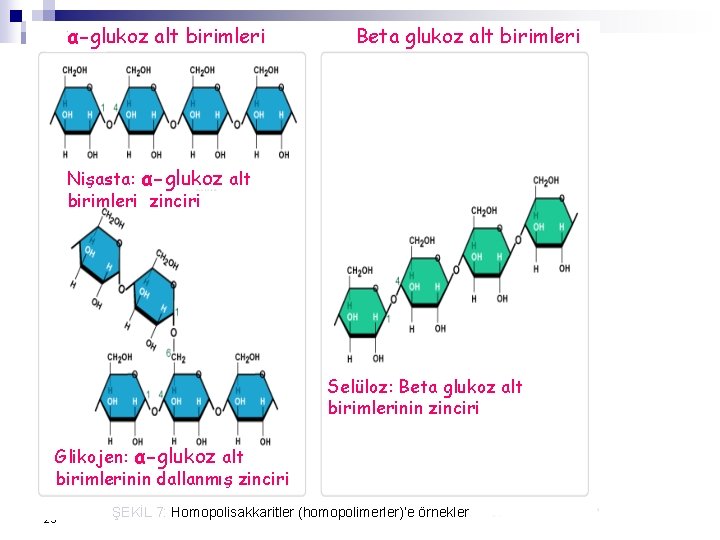 α-glukoz alt birimleri Beta glukoz alt birimleri Nişasta: α-glukoz alt birimleri zinciri Selüloz: Beta