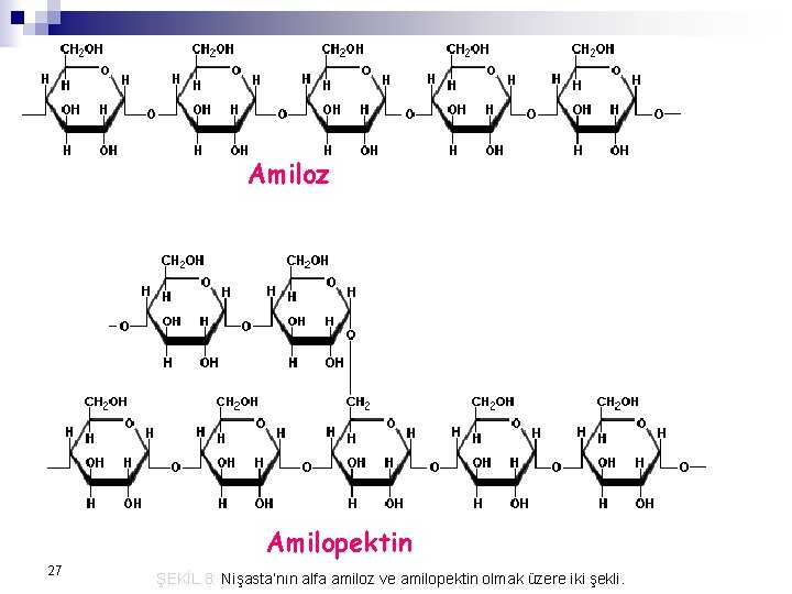 Amiloz Amilopektin 27 ŞEKİL 8: Nişasta’nın alfa amiloz ve amilopektin olmak üzere iki şekli.