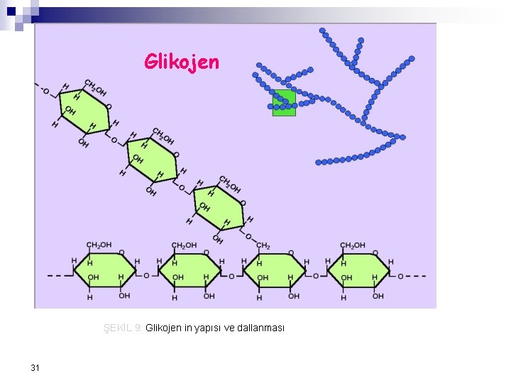 Glikojen ŞEKİL 9: Glikojen in yapısı ve dallanması 31 