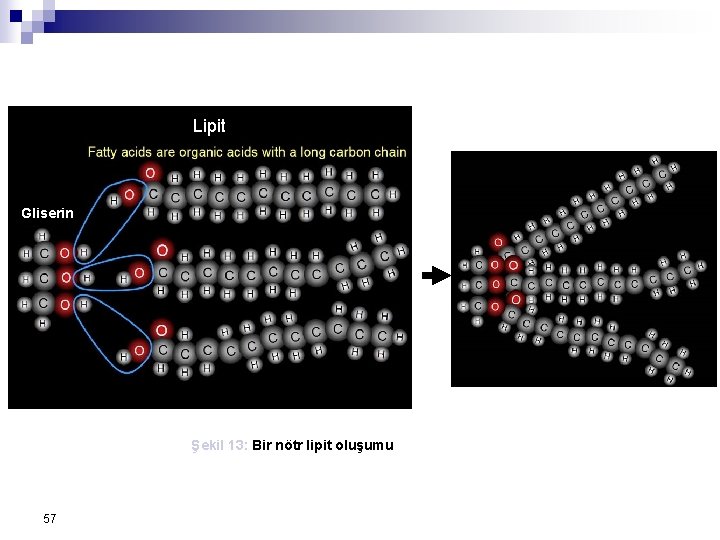 Lipit Gliserin Şekil 13: Bir nötr lipit oluşumu 57 