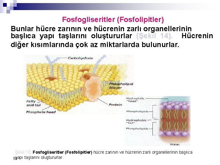 Fosfogliseritler (Fosfolipitler) Bunlar hücre zarının ve hücrenin zarlı organellerinin başlıca yapı taşlarını oluştururlar (Şekil