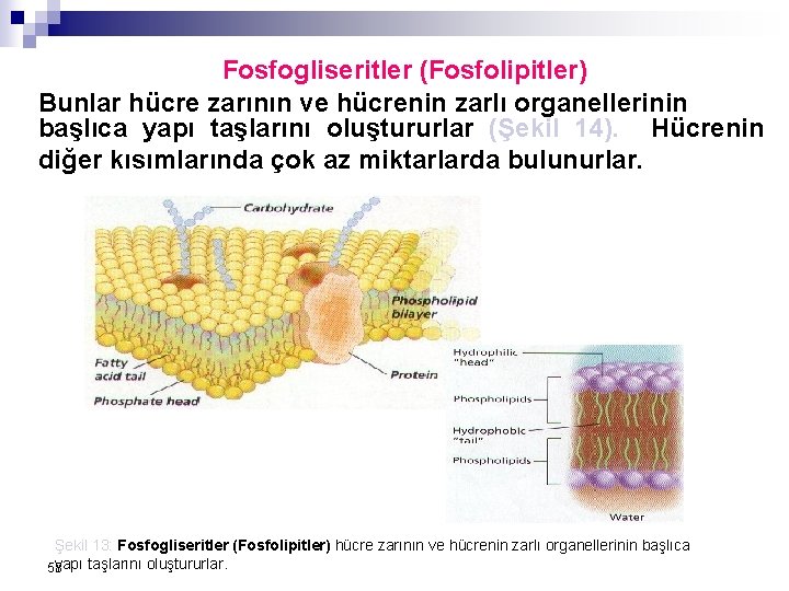 Fosfogliseritler (Fosfolipitler) Bunlar hücre zarının ve hücrenin zarlı organellerinin başlıca yapı taşlarını oluştururlar (Şekil Fosfogliseritler (Fosfolipitler) Bunlar hücre zarının ve hücrenin zarlı organellerinin başlıca yapı taşlarını oluştururlar (Şekil