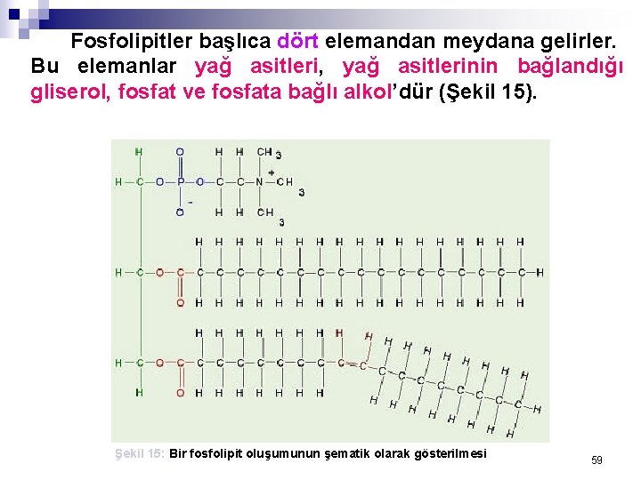 Fosfolipitler başlıca dört elemandan meydana gelirler. Bu elemanlar yağ asitleri, yağ asitlerinin bağlandığı gliserol,