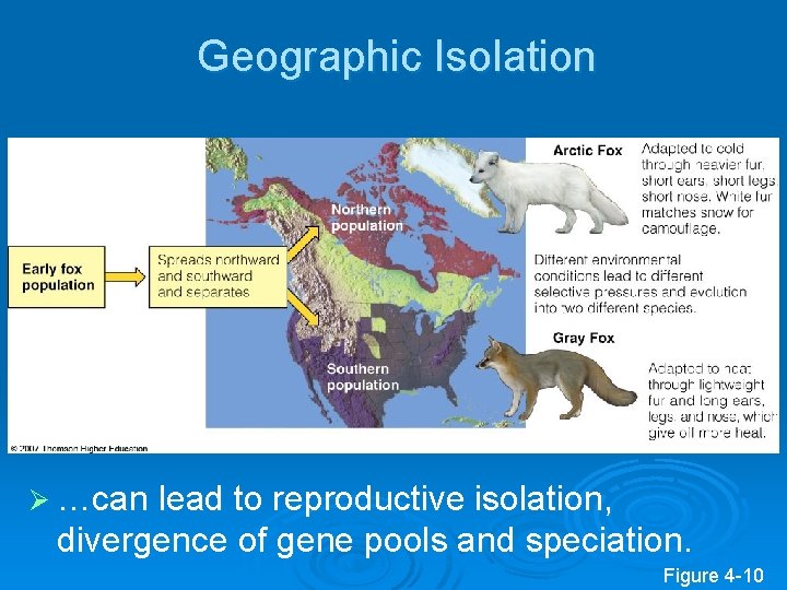 Geographic Isolation Ø …can lead to reproductive isolation, divergence of gene pools and speciation.